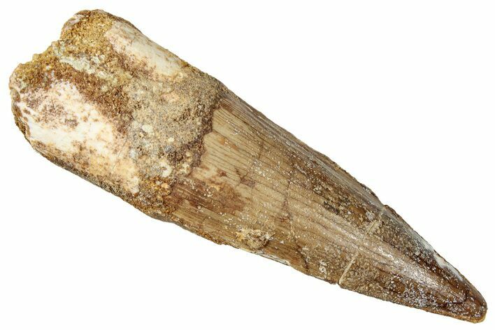 Fossil Spinosaurus Tooth - Real Dinosaur Tooth #357428